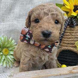 Rocky - (rocky road) - Gold male Bordoodle puppy in Canfield, Ohio from Poo's Doo's & Inu's