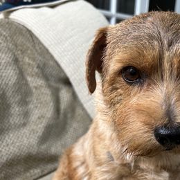 Zion - Norfolk Terrier