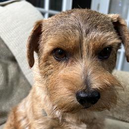 Zion - Norfolk Terrier