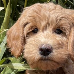 Goldendoodles from Desert Sage Doodles