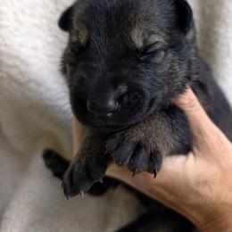 Ranger - Sable male German Shepherd puppy in Southern Maryland, Maryland from Reddington Shepherds