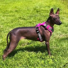 Xoloitzcuintli All Grown Up from Yadalanh Xoloitzcuintli