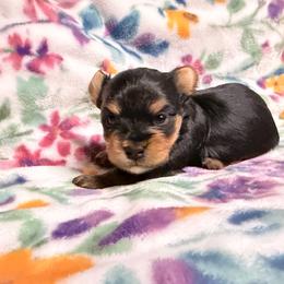 Boy 2 - Black and gold male Yorkshire Terrier puppy in Pomona, California from Cristian's Yorkshire Terriers