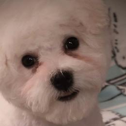 Pink female - White female Bichon Frise puppy in Apple River, Illinois from Barb's Bichons Bichonfrise.ws