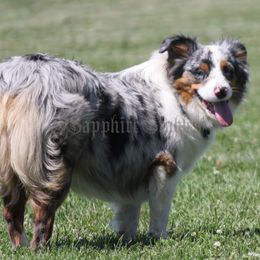 Shelby - Miniature Australian Shepherd