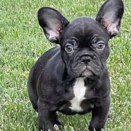 French Bulldog All Grown Up from Sweetheart French Bulldogs
