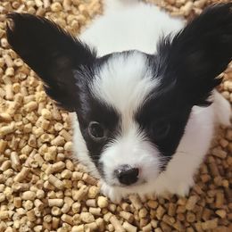 Paris - White and black female Papillon puppy in Vass, North Carolina from Leslie's Papillons