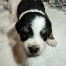 Comet - Black tri-color male Australian Shepherd puppy in Peach Bottom, Pennsylvania from Arcadia Australian Shepherds
