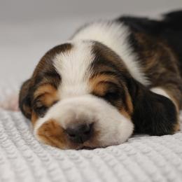 Boy 2 - Black white and brown male Basset Hound puppy in Idaho from Welcome Home Bassets