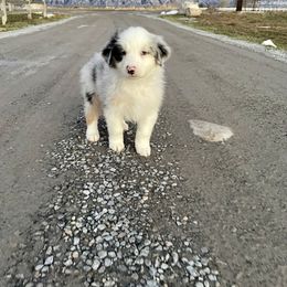 Australian Shepherd Puppies from WC Ranch