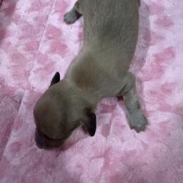 Waffle - Cream male Dachshund puppy in Salem, Oregon from Longdox Mini Dachshunds