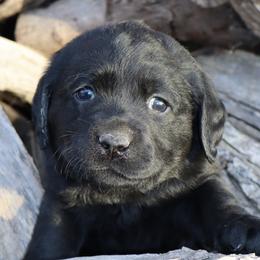 Denver - Black male Labrador Retriever puppy in Camden, Indiana from Prebleridge Acres