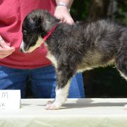 Borzoi Puppies from Avalon