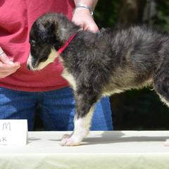 Borzoi Puppies from Avalon