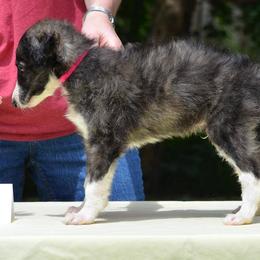 Borzoi Puppies from Avalon