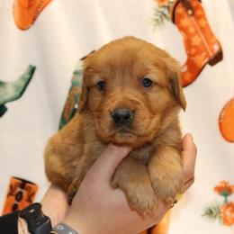 Bronco - Dark golden male Golden Retriever puppy in New Weston, Ohio from Bertke AKC Golden Retrievers and Bernese Mountain Dogs