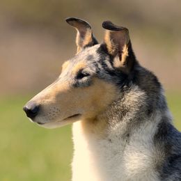 Stella - Collie