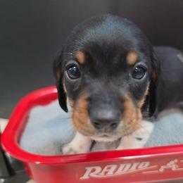 Eugene - Black male Dachshund puppy in Ogden, Utah from Ollie'n'Nara