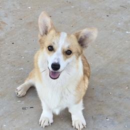 Molly - Pembroke Welsh Corgi