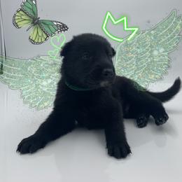 German Shepherd Puppies from Devon Rugerio's German Shepherds