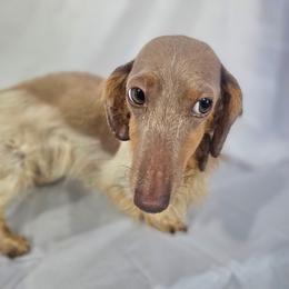 April - Dachshund