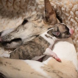 Whippet Puppies from Winstar Whippets