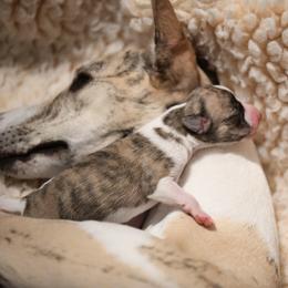 Whippet Puppies from Winstar Whippets