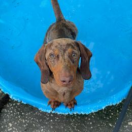 Nugget - Dachshund