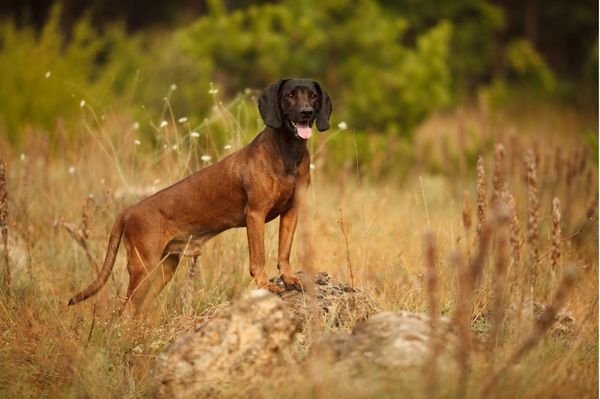 Find Bavarian Mountain Scent Hound puppies for sale