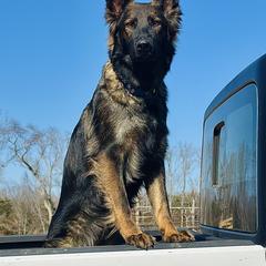 Udella - German Shepherd