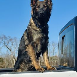 Udella - German Shepherd