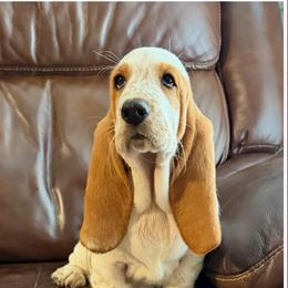 Burgundy collar feamale - Red and white female Basset Hound puppy in Columbia, South Carolina from Pawmetto Hounds