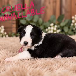 Cruella - Black female Border Collie puppy in Sanger, California from Flying M Cactus Ranch Buddies