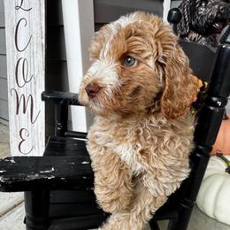 Expo - Caramel cream female Labradoodle puppy in Camden, North Carolina from Oopsie Doodles of NC