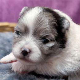 River - Blue merle male Pomeranian puppy in Wentzville, Missouri from Pawsome Poms