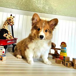 American Corgi and Pembroke Welsh Corgi Puppies from Sarah’s Mystic Kennels