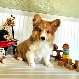 American Corgi and Pembroke Welsh Corgi Puppies from Sarah’s Mystic Kennels