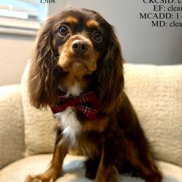Indy - Cavalier King Charles Spaniel