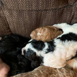 Bearded Retriever, Goldendoodle, and Labradoodle Puppies from Mimi’s Oodles of Doodles