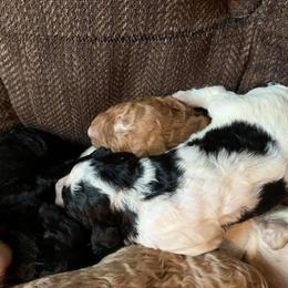 Bearded Retriever, Goldendoodle, and Labradoodle Puppies from Mimi’s Oodles of Doodles