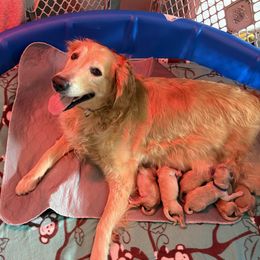 Golden Retriever puppies from Golden Paws of Hope