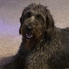 Meadow - Great Dane