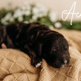Acacia - Black and tan female Cockapoo puppy in Grants Pass, Oregon from Royal Empire Bernedoodles