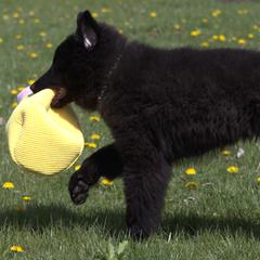 Belgian Sheepdog Puppies from Renee's Belgian Sheepdogs
