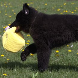 Belgian Sheepdog Puppies from Renee's Belgian Sheepdogs