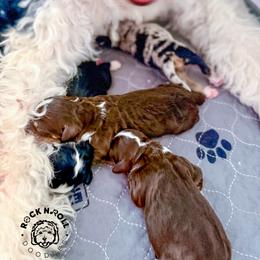 Girl 6 - Tri-color female Bernedoodle puppy in Edmond, Oklahoma from Rock N Roll Doodles