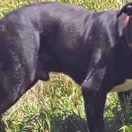 Tex - American Staffordshire Terrier