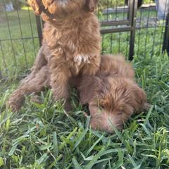 Whoodle All Grown Up from Perri’s Whoodles