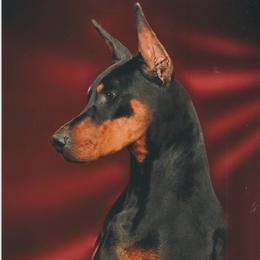 Rolex - Doberman Pinscher