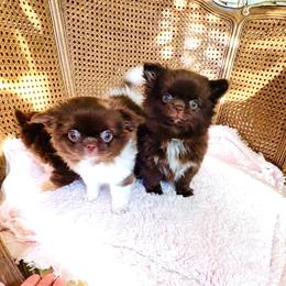 Ruby10800( pending show quality ) - Chocolate and white male Chihuahua puppy in Santa Rosa Beach, Florida from Eva's Chihuahua